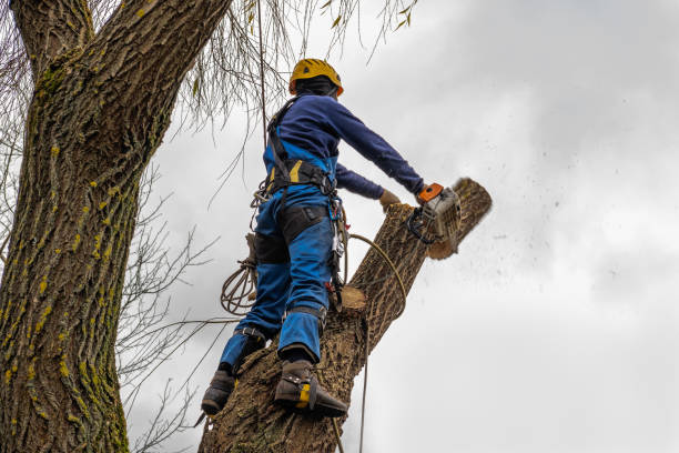 Best Palm Tree Trimming  in White Haven, PA