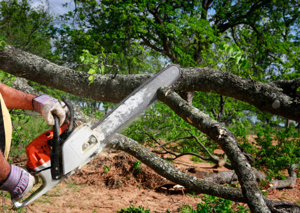 Best Emergency Tree Removal  in White Haven, PA