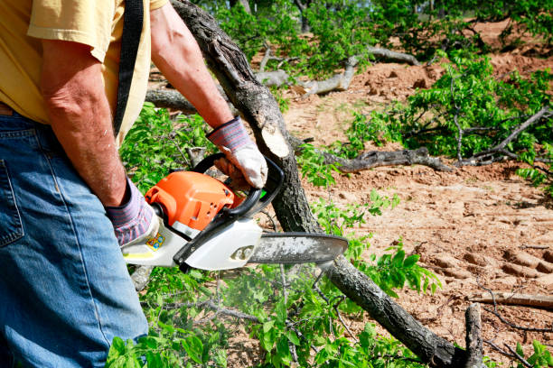 Best Stump Grinding and Removal  in White Haven, PA